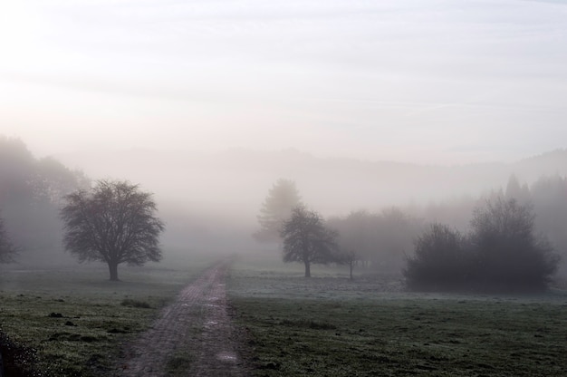 Eine Landstraße, die zwei herrliche Bäume durch einen schönen Nebel auf den Feldern kreuzt