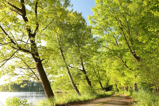 eine Landstraße zwischen Eichen an einem sonnigen Frühlingsmorgen