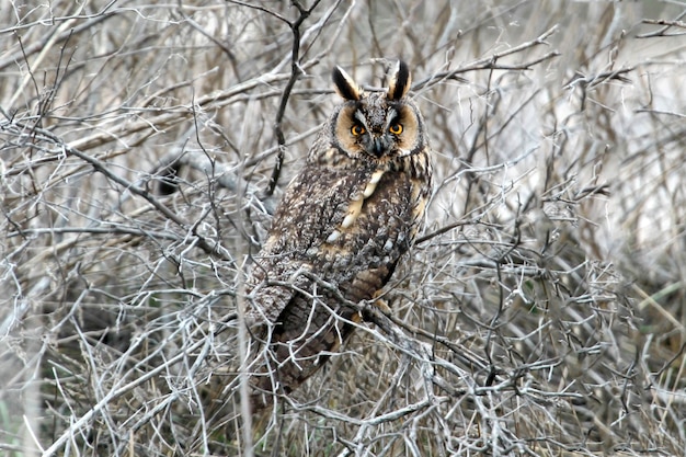 Eine langohrige Eule im Winterkleid sitzt auf einem dichten Busch. Kann zur Vogelführung und zur Identifizierung von Vögeln verwendet werden