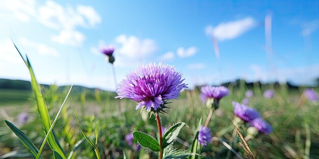 Eine lebendige lila Blume blüht in einem Feld von grünem Gras Zeitverzögerung Methode Disney