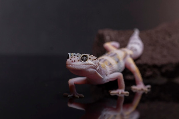 Eine Leopardgecko-Eidechse auf Zweig eublepharis macularius tierische Nahaufnahme