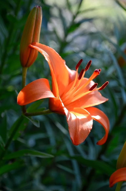 Eine leuchtend orangefarbene Blume, auf die die Sonne scheint.