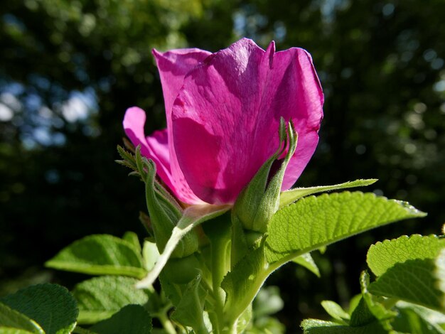 Foto eine leuchtende, sonnige blume im laub