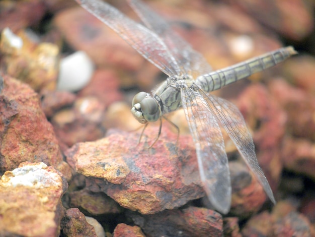 eine Libelle auf dem Felsen hautnah