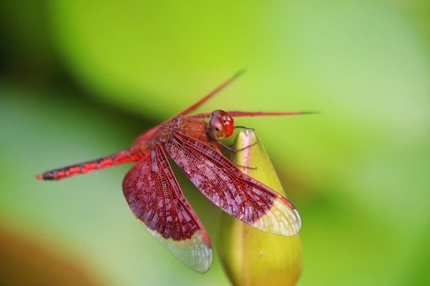 Eine Libelle auf einem Blatt mit roten Flecken.