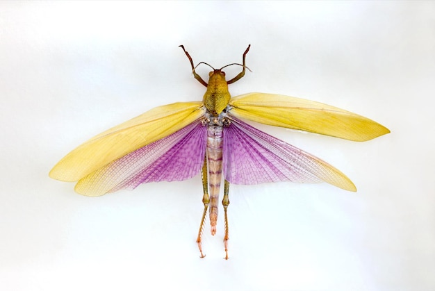 Eine Libelle mit violetten Flügeln und einem violetten Band an den Flügeln.