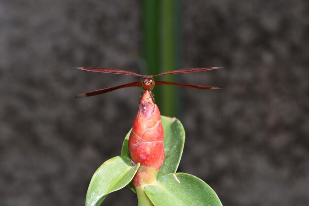 Eine Libelle ruht im Garten. Makronatur von Bali, Indonesien.