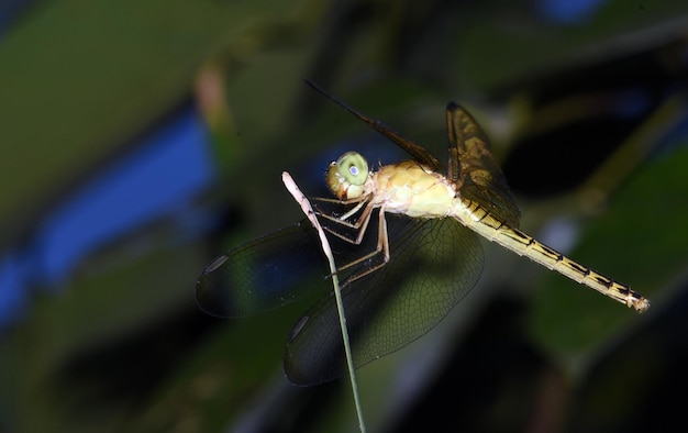 Eine Libelle ruht im Garten. Makronatur von Bali, Indonesien.