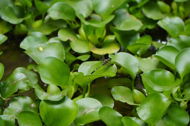 Eine Libelle sitzt auf einer Wasserhyazinthe