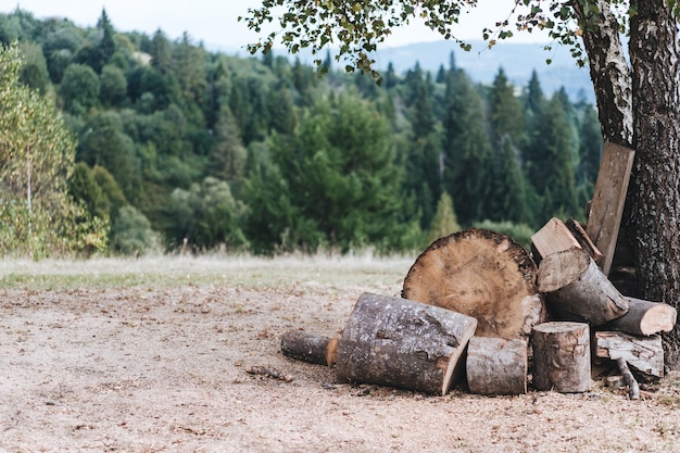 Eine Lichtung im Wald mit gefaltetem Brennholz für einen Feuerraum vor dem Hintergrund von Bäumen.