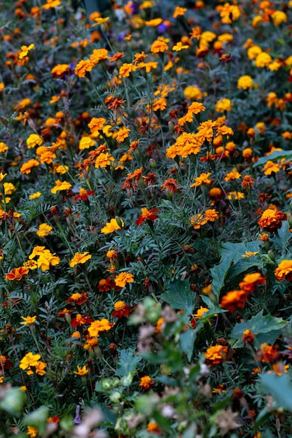 Eine Lichtung orangefarbener Blumen. Viele Safranblüten, ein Vorgarten