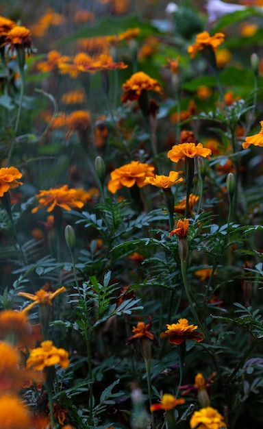 Eine Lichtung orangefarbener Blumen Viele Safranblumen ein Vorgarten