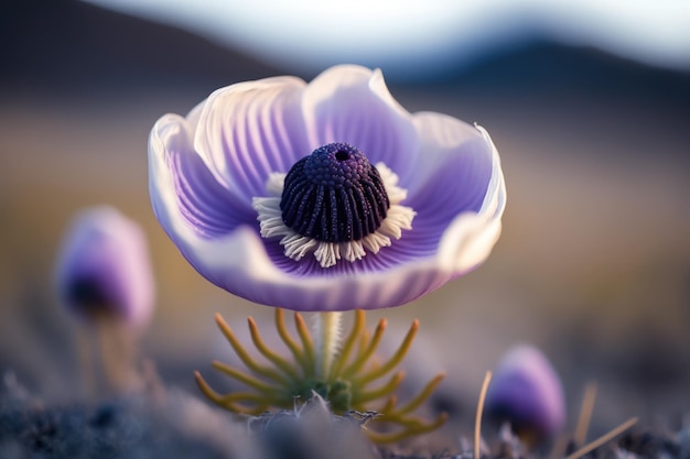 Eine lila Anemonenblüte wurde in einer schönen Makro-Makro-Fotografie aus nächster Nähe aufgenommen