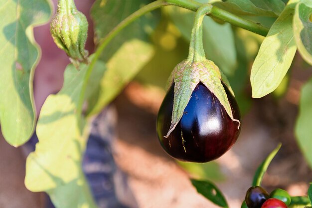 Eine lila Aubergine auf einem Ast in einem Gemüsegarten. Anbau von natürlichem ökologischem Gemüse