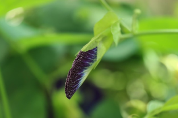 Foto eine lila blume auf einem grünen stiel