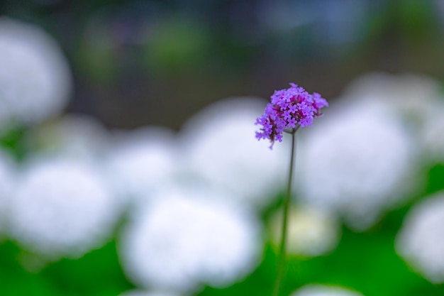 Eine lila Blume in einem Feld mit weißen Blumen