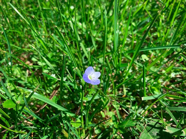 Eine lila Blume ist im Gras und das Gras wächst.