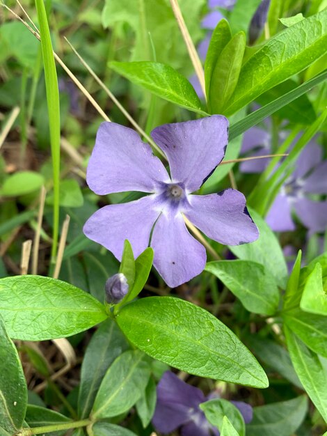 eine lila Blume ist im Gras