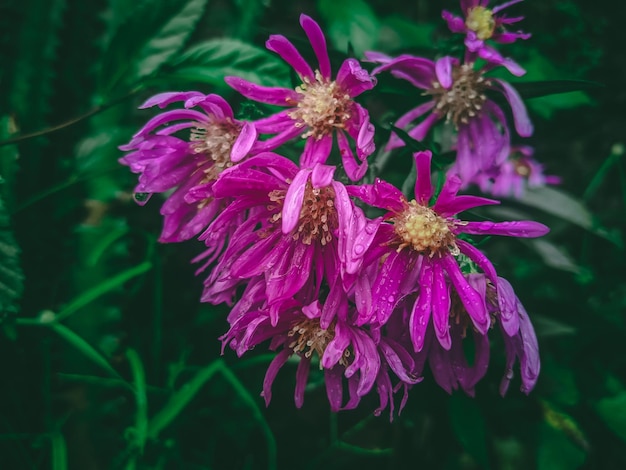 Eine lila Blume mit dem Wort „darauf“