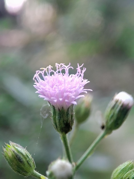 Eine lila Blume mit dem Wort „Wild“ darauf