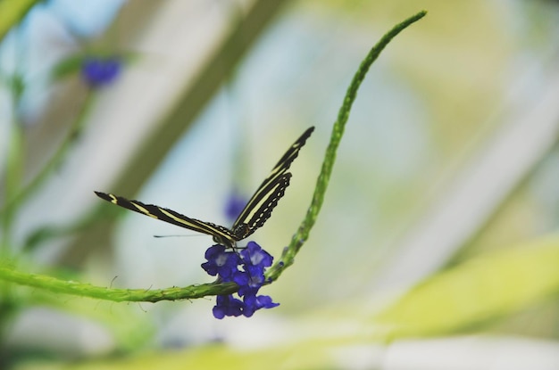 eine lila Blume mit der Zahl 3 darauf