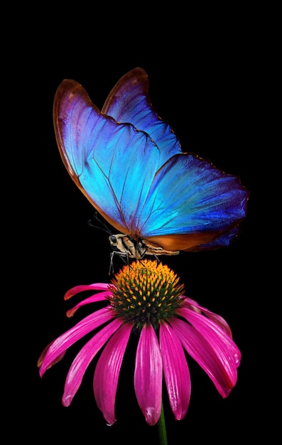 Eine lila Blume mit einem Schmetterling darauf