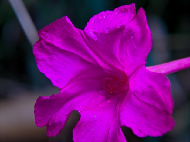 Eine lila Blume mit einem Wassertropfen darauf.