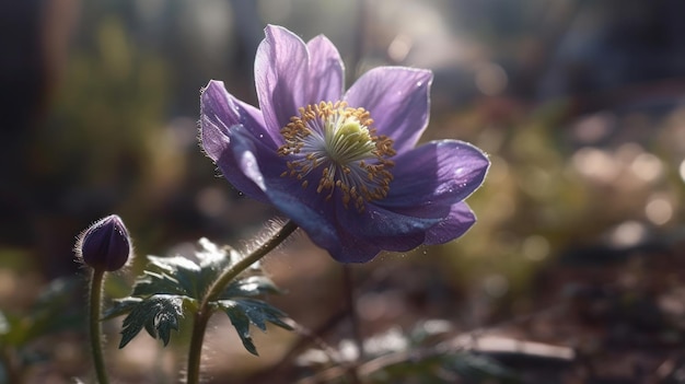 Eine lila Blume mit einer gelben Mitte und einem grünen Blatt.