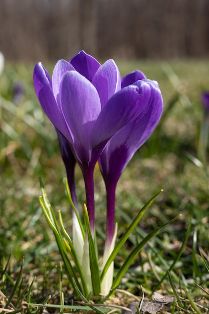 Eine lila Krokusblume mit dem Wortkrokus darauf.