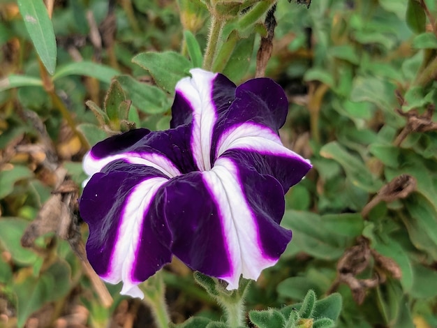 Eine lila-weiße Blume mit einem schwarzen Zentrum und einem weißen Zentrum.