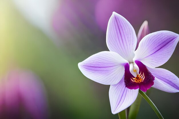 eine lila-weiße Orchidee mit der Sonne, die durch den Hintergrund scheint.