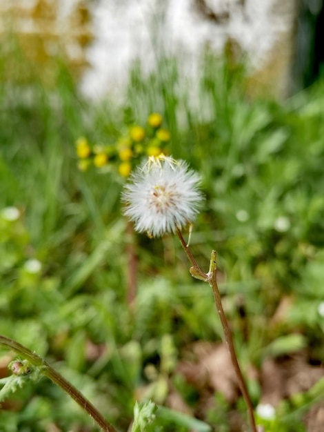 Eine Löwenzahn mit grünem Hintergrund und einer weißen Blume mit dem Wort Dandelion darauf.