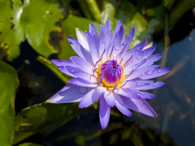 Foto eine lotusblume mit wassertropfen auf den blütenblättern. ein fantastisches bild für den desktop