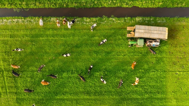 Eine Luftaufnahme des Bauernhofs Landwirtschaft Ein Blick auf die Tiere von einer Drohne Kühe grasen auf einer Wiese