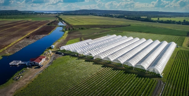 Eine Luftaufnahme zeigt Gewächshäuser für den Anbau von Erdbeeren von oben Landwirtschaft