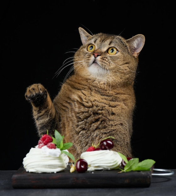 Eine lustige graue Katze sitzt an einem schwarzen Tisch mit einem Pavlova-Dessert