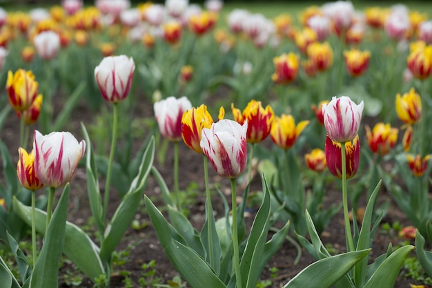 Eine magische Landschaft mit Sonnenaufgang über Tulpenfeld in den Niederlanden