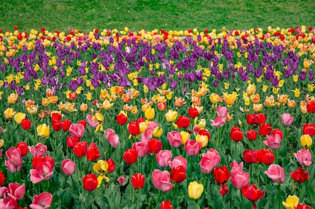 Eine magische Landschaft mit Sonnenaufgang über Tulpenfeld in den Niederlanden