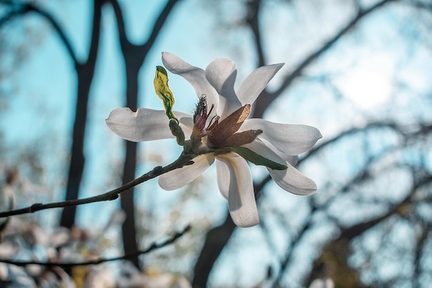 Eine Magnolienblüte in voller Blüte mit der Sonne, die durch die Bäume scheint