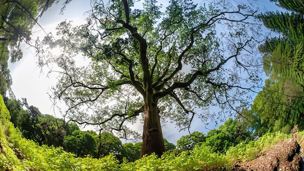 Eine majestätische Szene einer hohen Eiche in einem üppigen Wald