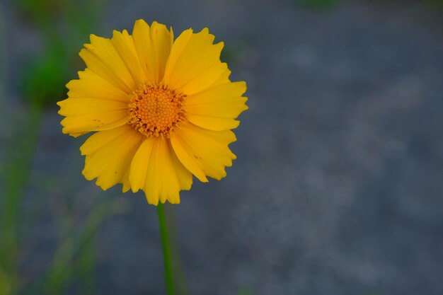 Eine Makroaufnahme einer gelben Coreopsis-Blüte