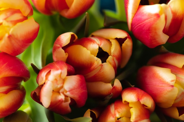 Eine Makroaufnahme von Tulpen liegt auf einem braunen Holzhintergrund