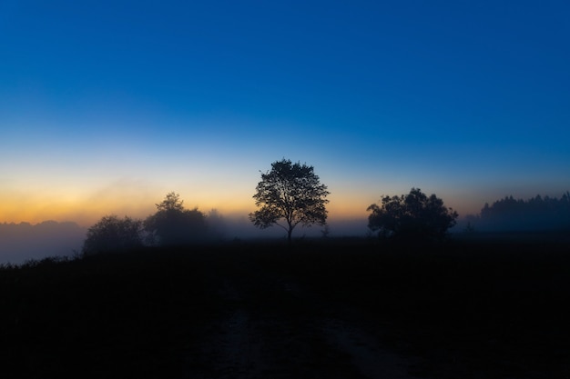 Eine malerische Herbstlandschaft, ein einsamer Baum vor dem Hintergrund einer nebligen Morgendämmerung, am Flussufer.