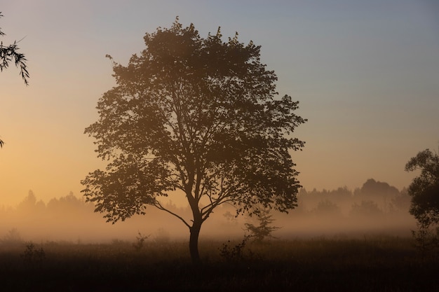 Eine malerische Herbstlandschaft, ein einsamer Baum vor dem Hintergrund einer nebligen Morgendämmerung, am Flussufer.