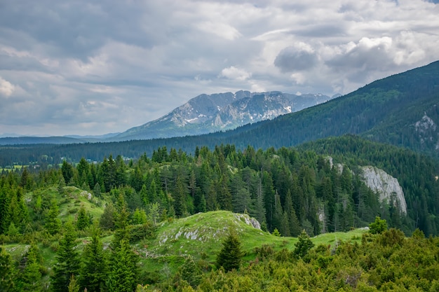 Eine malerische ruhige Wiese in einem Wald zwischen den hohen massiven Bergen