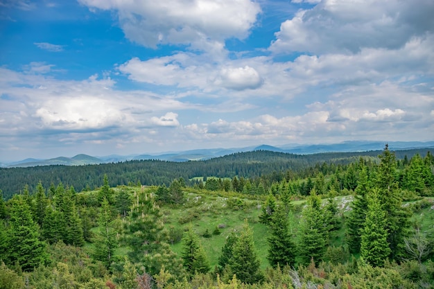 Eine malerische ruhige Wiese in einem Wald zwischen den hohen massiven Bergen