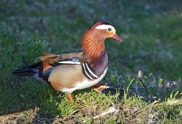 Eine Mandarinente geht auf das Gras.