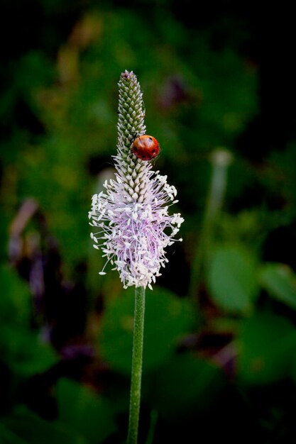 Eine Marienkäfer schläft auf einer Wildblume im morgendlichen Taus