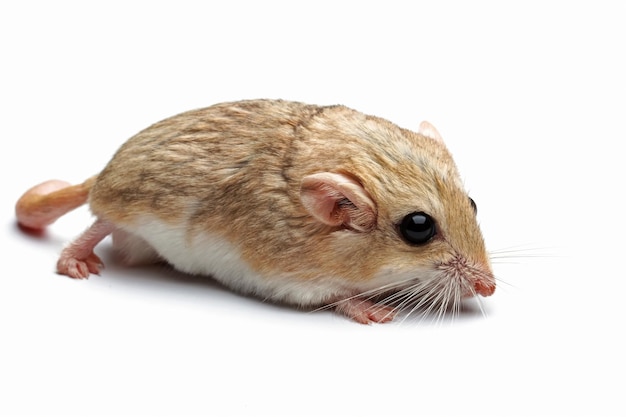 Eine Maus auf einem weißen Hintergrund