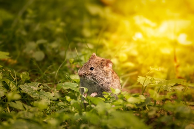 Eine Maus im Gras